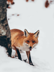 Cloe up of a beautiful red fox in the forest in winter season