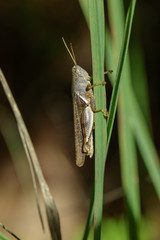 Image of White-banded Grasshopper(Stenocatantops splendens) on a green leaf. Insect. Animal.
