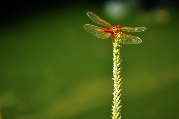 Dragonfly on grass 