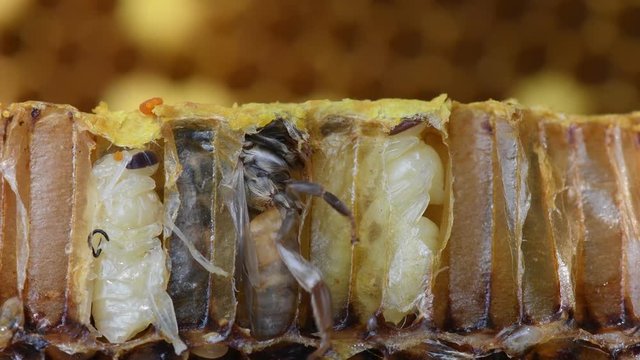 Pupa Honey Bee in beehive.