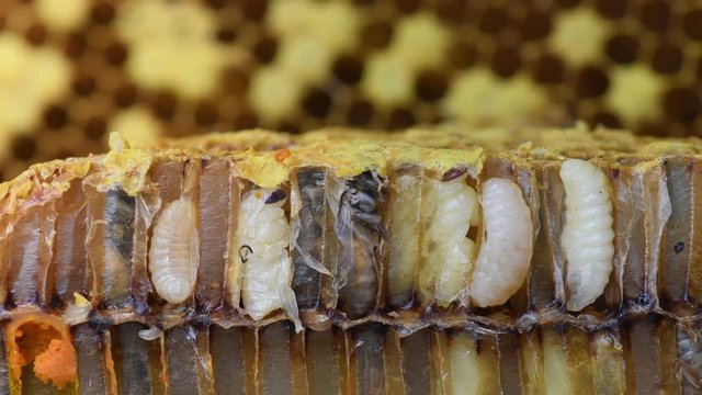 Pupa Honey Bee in beehive.