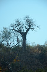 The African landscape. Baobab. Zimbabwe