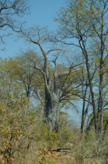 The African landscape. Baobab. Zimbabwe