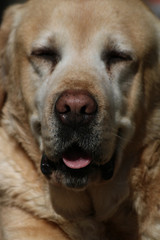      Portrait Of Labrador Retriever 