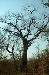 Fototapeta na wymiar THe African landscape. Baobab. Zimbabwe