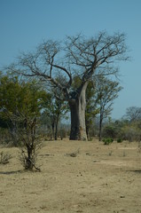 THe African landscape. Baobab. Zimbabwe
