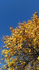 Golden leaves against a clear blue sky