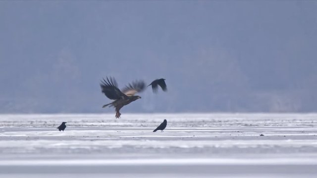 White-tailed eagle (Haliaeetus albicilla) with prey at frozen lake