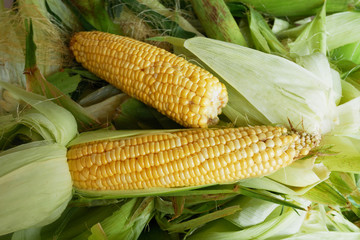 Close up sweet corn on the corn peel