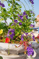 Purple flowers and blue sky