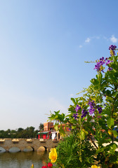Purple flowers and blue sky