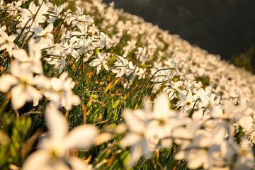 Narcis in slovenian mountains during spring.