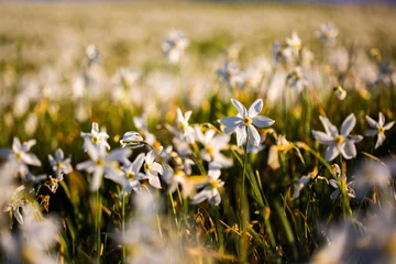 Foto op Canvas Narcis in slovenian mountains during spring. © PawelUchorczak