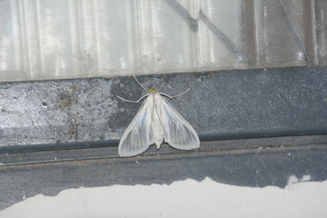 mariposa branca rara