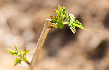 Young leaves on raspberry branches in spring