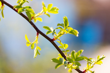 Young green leaves on branches in spring