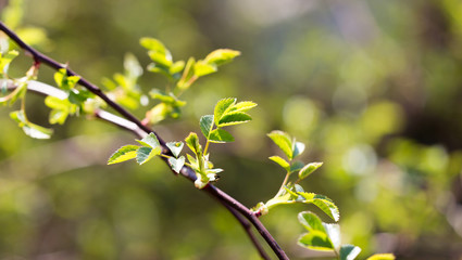 Young green leaves on branches in spring
