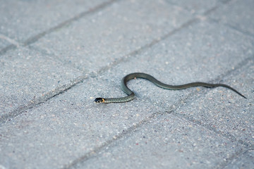 Small snake crawling on the sidewalk in the city. Natrix natrix. A licensed local herpetologist can help