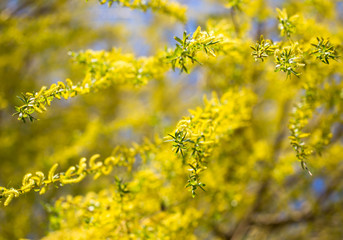 Yellow flowers on willow branches in spring
