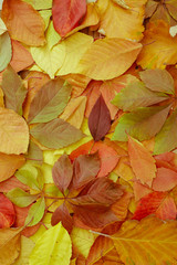 Naklejka na ściany i meble autumn leaves on wooden table