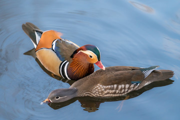 Mandarin ducks floating and calm on the water