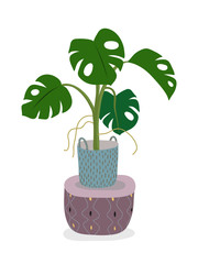 A potted monstera plant isolated on white. A green home decorative flower in pot. Hand drawn flat cartoon illustration. Icon isolated on white. Vector