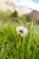 Fluffy dandelion in the park