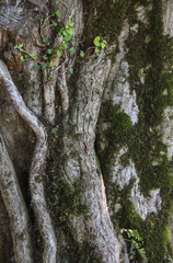 Summer natural fantasy landscape in rainforest