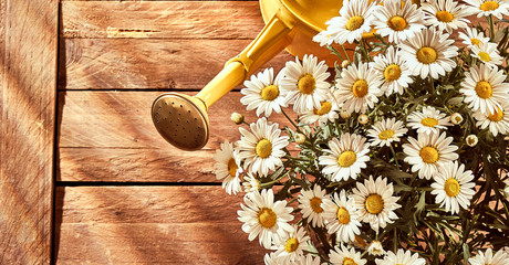 Сhamomiles and garden watering can © exclusive-design