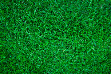 Green grass natural background texture