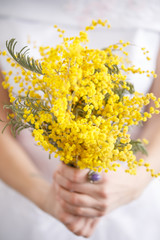 A bouquet of mimosa in the hands.