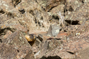 Yellow-bellied Marmot (Male) 1