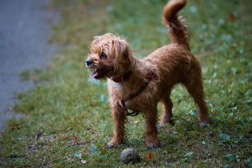 Young Terrier with ball .