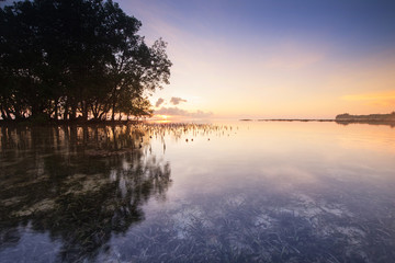Sunrise view of Isolated trees grow on the water at the sea.