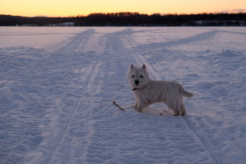 West highland white terrier on the snow with the stick.
