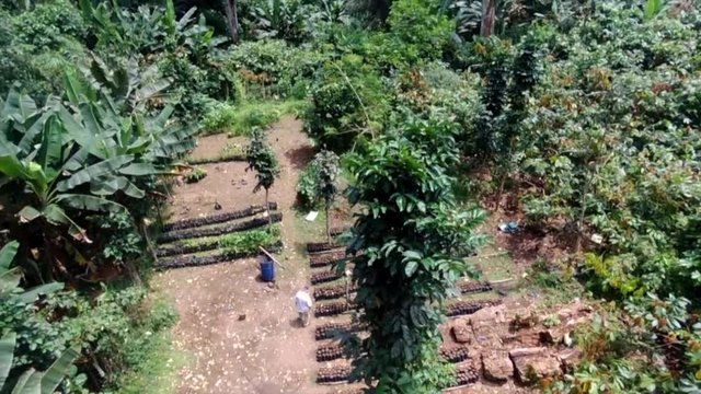 Cocoa nursery in the rainforest