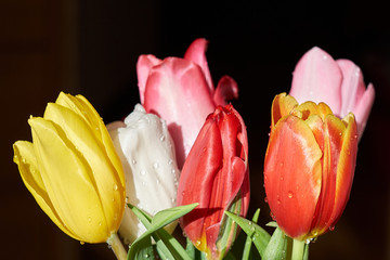 Fototapeta premium Beautiful fresh spring flowers. Variety of tulip tulips in a dark background