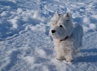 West highland white terrier on the snow, winter.