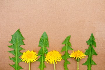 Summer background with dandelions. Dandelions on a paper background. View from above. Spring, the concept of summer. Flowers on a monophonic background.