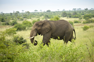 African Elephant – Side View