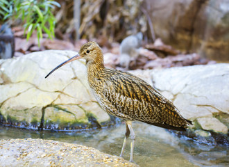 Птица Большой кроншнеп Eurasian curlew