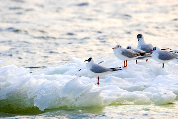 feathered seagulls floating on an ice floe along the river