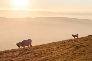 Fototapeta na wymiar Cows pasturing on top of a mountain at sunset, with fog covering the valley underneath