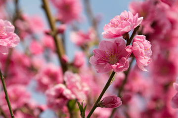 花桃の美しいピンクの花