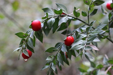 Red berries on a branch
