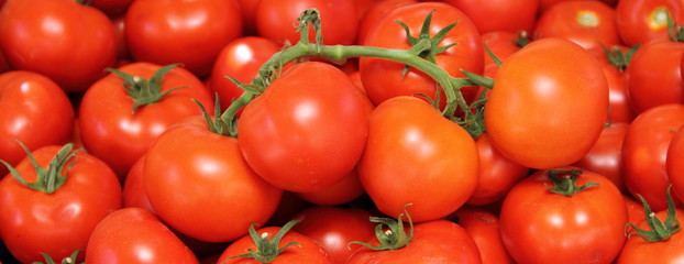 Strauchtomaten Panorama