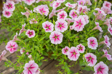 Gypsophila fields , Gypsy flowers in the garden