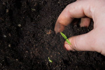 A female hand puts a little green sprout in the ground