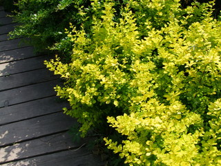 Green bush against the background of old boards