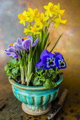 First colorful spring flowers in decorative vintage pot.